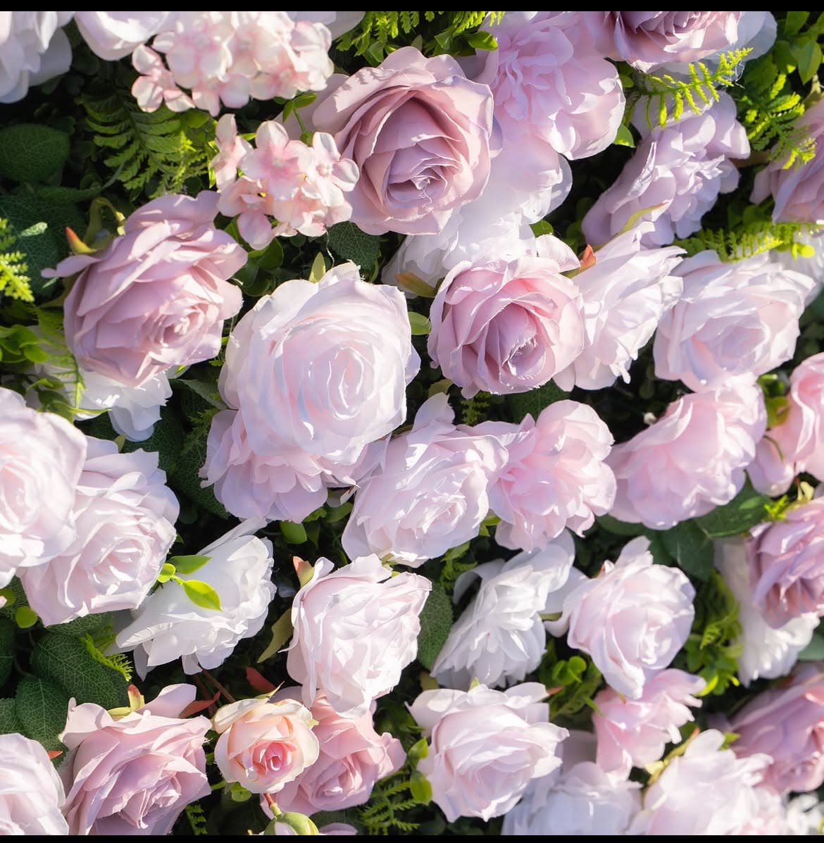 Dense arrangement of light pink and white roses with green leaves in bright sunlight.